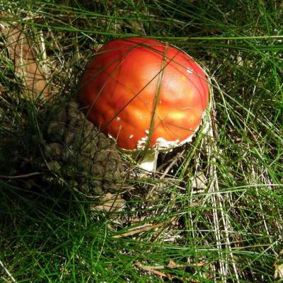 Amanite tue mouche 1 -  Amanita muscaria