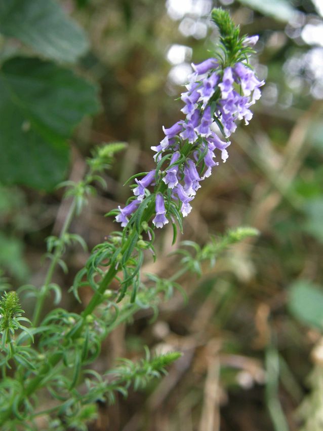 Anarrhinum à feuilles de Pâquerette - Anarrhinum bellidifolium