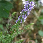 Anarrhinum à feuilles de Pâquerette - Anarrhinum bellidifolium