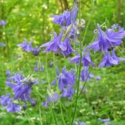 Ancolie - Aquilegia vulgaris