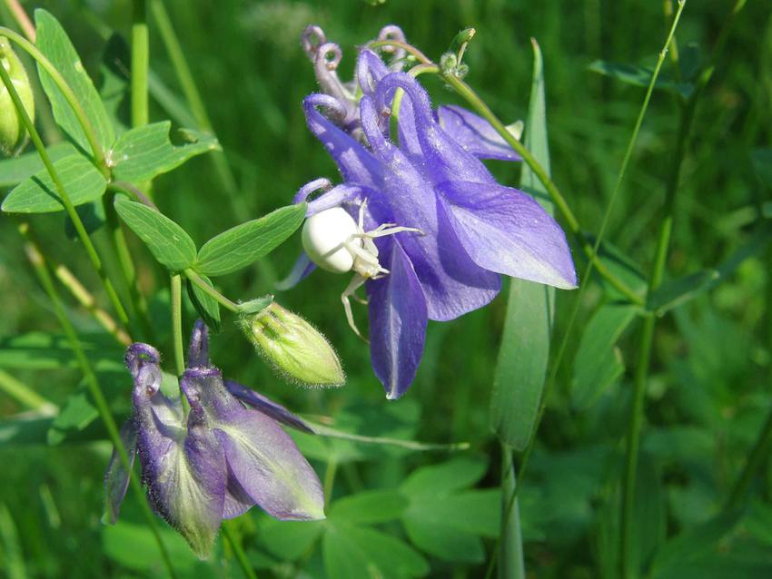 Ancolie et Thomise - Aquilegia vulgaris