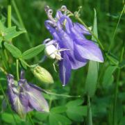 Ancolie et Thomise - Aquilegia vulgaris