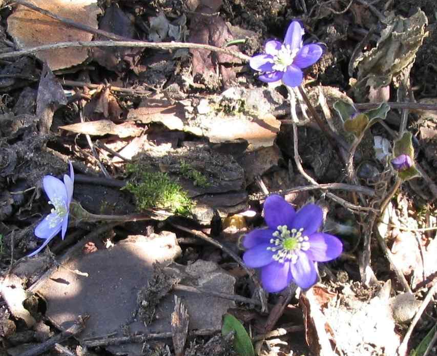 Anémone hépathique - Hepatica nobilis