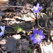 Anémone hépathique - Hepatica nobilis