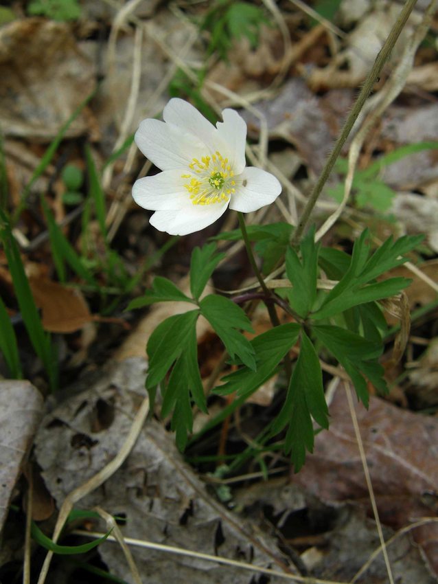 Anémone Sylvie - Anemone nemorosa 