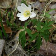 Anémone Sylvie - Anemone nemorosa 