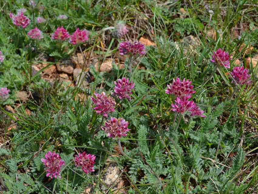 Anthyllide des montagnes - Anthyllis montana - Fabaceae