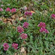 Anthyllide des montagnes - Anthyllis montana - Fabaceae