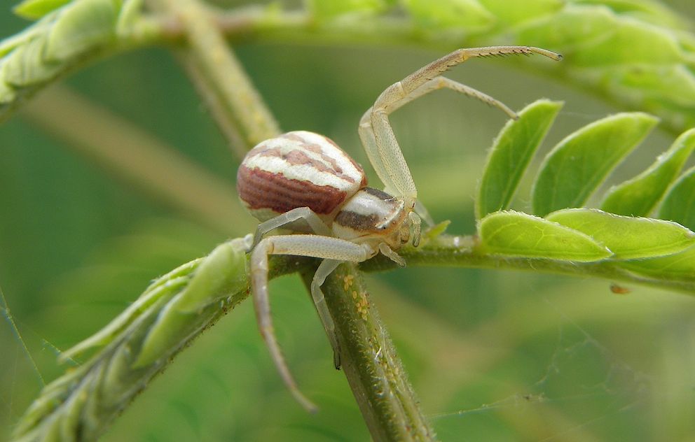 Araignée Thomise 2