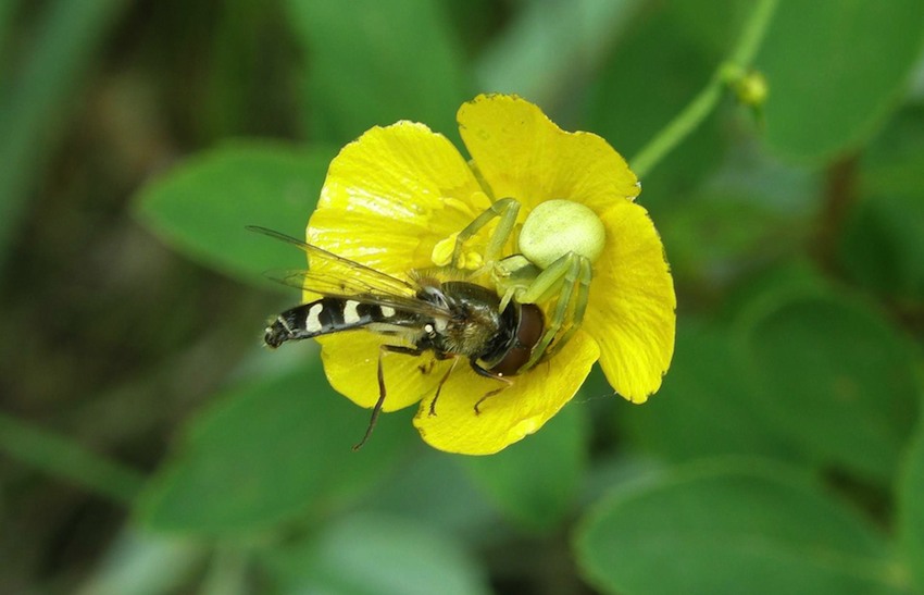 Araignée Thomise capturant un diptère