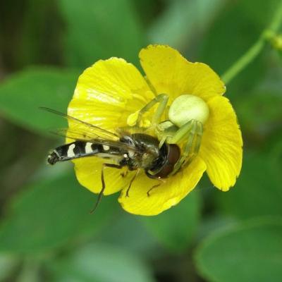 Araignée Thomise capturant un diptère