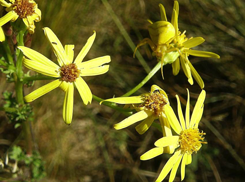 Araignée Thomise sur Séneçon