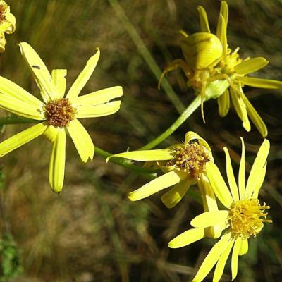 Araignée Thomise sur Séneçon