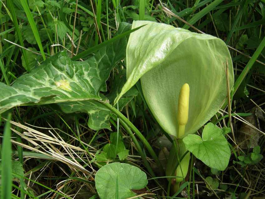 Arum d'Italie 1 - Arum italium