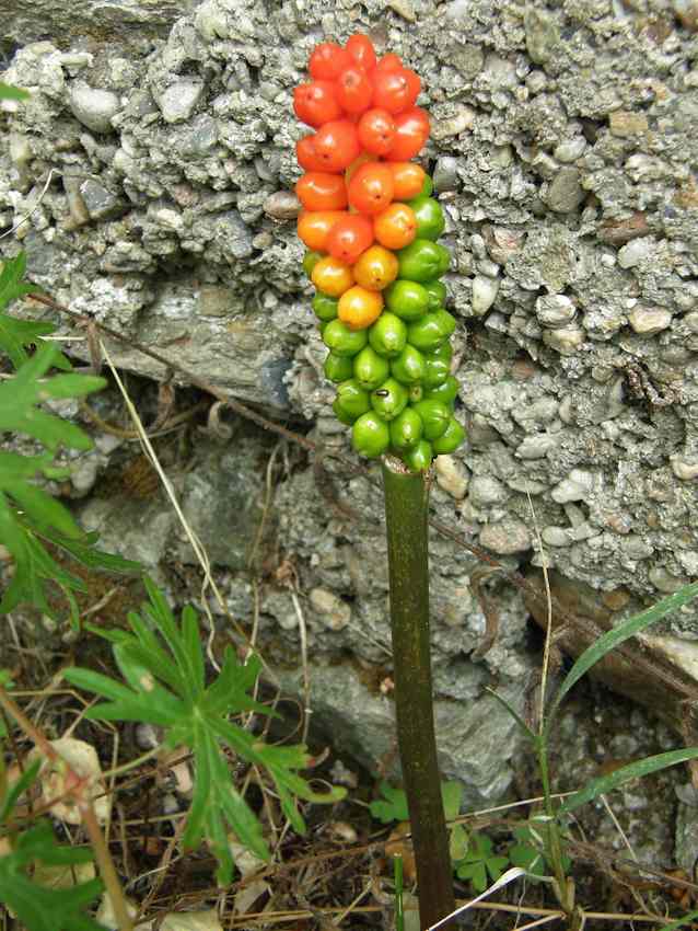 Arum d'Italie 2 - Arum italicum