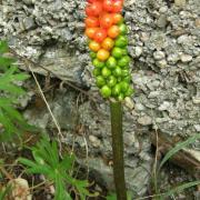 Arum d'Italie 2 - Arum italicum