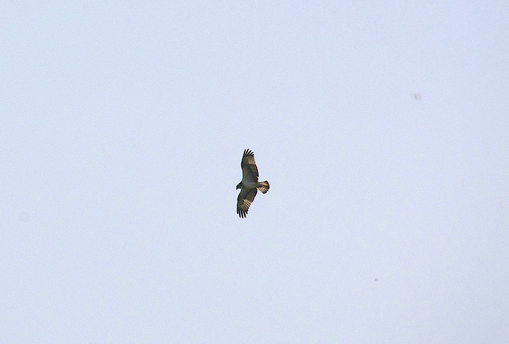Balbuzard pêcheur