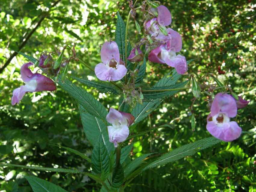 Balsamine de Balfour - Impatiens balfouri