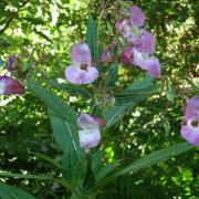 Balsamine de Balfour - Impatiens balfouri