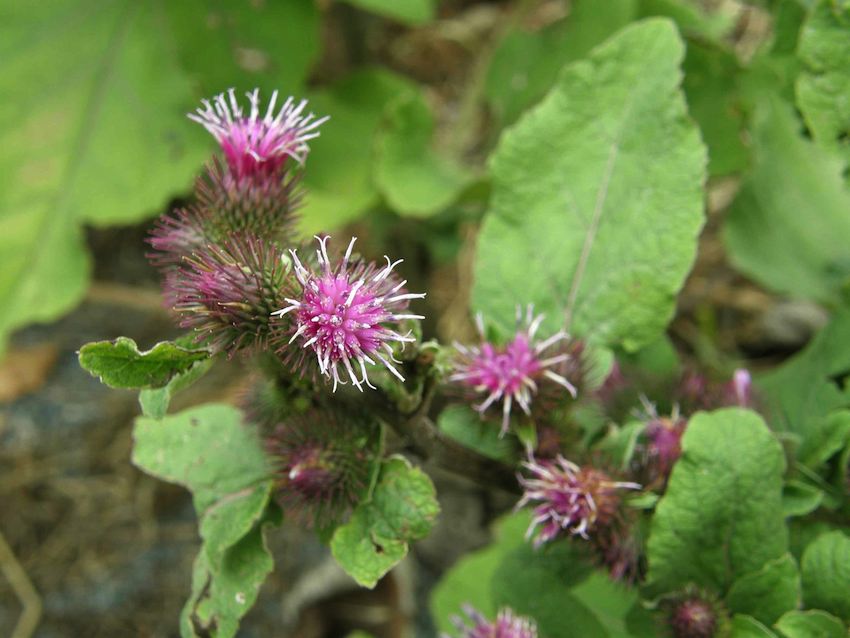 Bardane - Arctium lappa