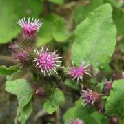 Bardane - Arctium lappa