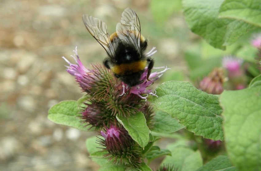 Bardane et bourdon - Arctium lappa