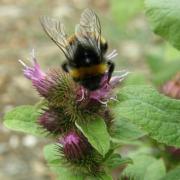 Bardane et bourdon - Arctium lappa