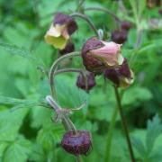 Benoite des ruisseaux - Geum rivale