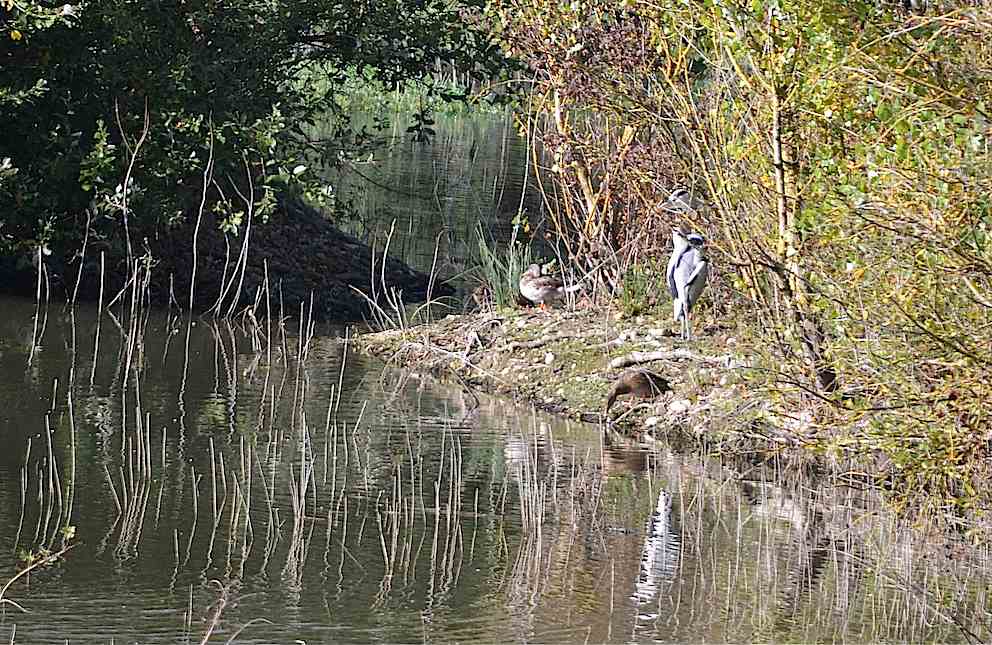 Bihoreau et canards