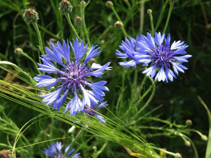 Bleuet - Centaurea cyanus