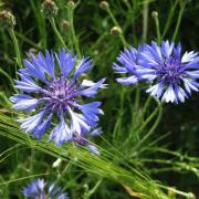 Bleuet - Centaurea cyanus