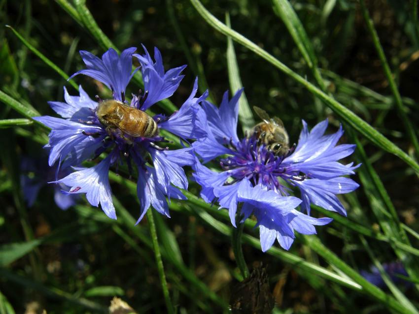 Bleuet et abeilles - Centaurea cyanus