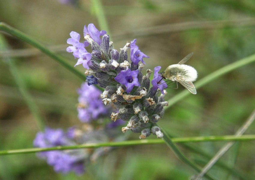 Bombyle