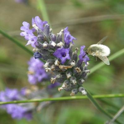 Bombyle