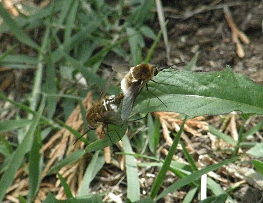 Bombyles - accouplement