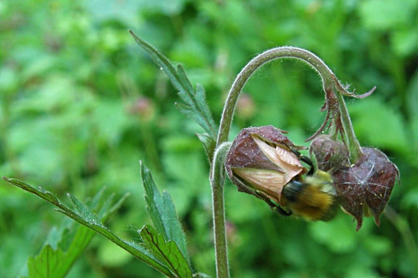 Bourdon sur Benoite des ruisseaux