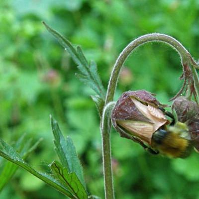 Bourdon sur Benoite des ruisseaux