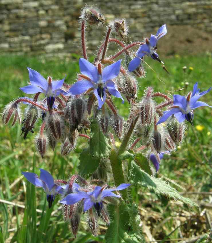 Bourrache officinale - Borago officinalis 