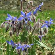 Bourrache officinale - Borago officinalis 