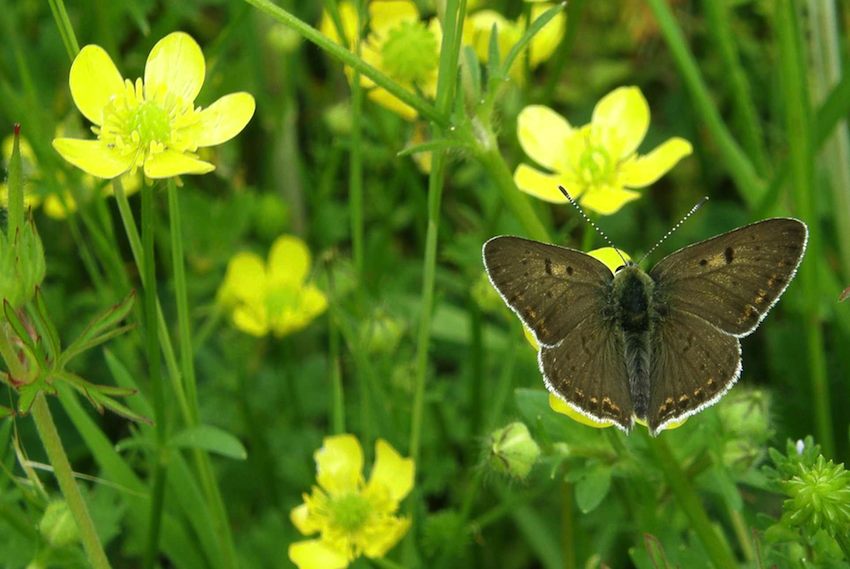 Bouton d'or et papillon