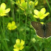 Bouton d'or et papillon