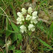 Brunelle blanche - Polygonum alpinum