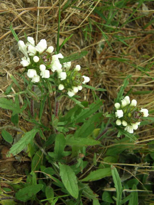 Brunelle lacinée blanche - Prunelle laciniata