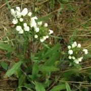 Brunelle lacinée blanche - Prunelle laciniata