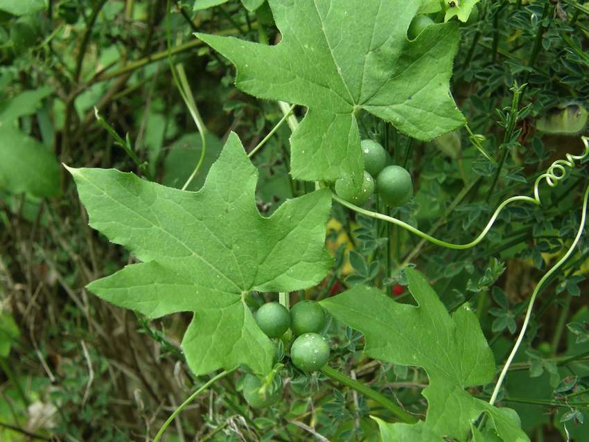 Bryone dioïque - fruits