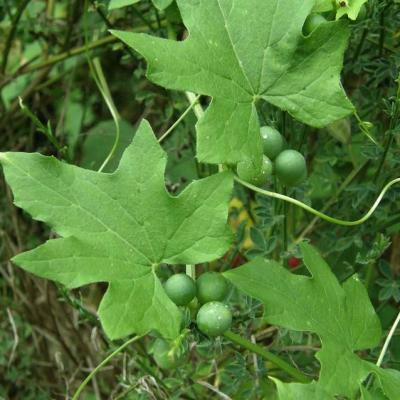 Bryone dioïque - fruits