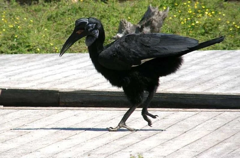 Bucorve d abyssinie bucorvus abyssinicus
