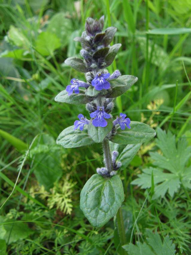 Bugle 1 - Ajuga