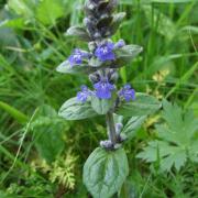 Bugle 1 - Ajuga