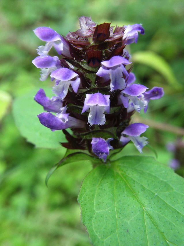 Bugle 2 - Ajuga